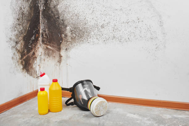 Littlerock, CA Mold Remediation Company