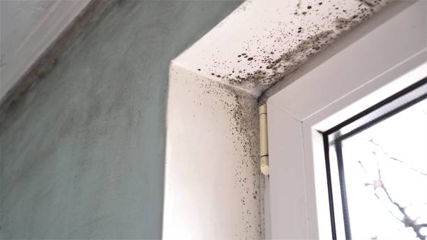 Best DIY Mold Remediation Support Services in Littlerock, CA