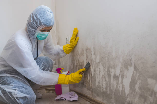 Best Crawl Space Mold Remediation in Littlerock, CA
