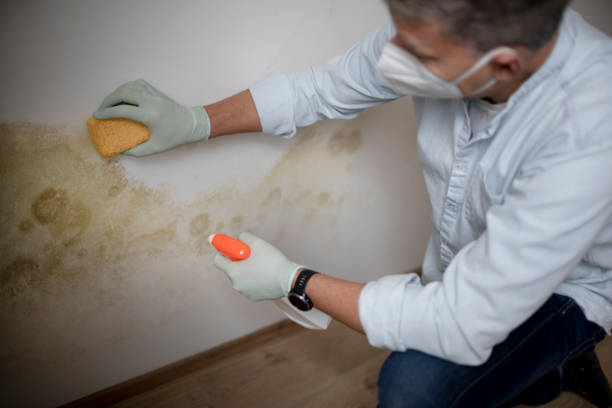 Best Kitchen Mold Remediation in Littlerock, CA