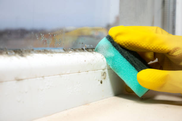 Best White Mold Remediation in Littlerock, CA