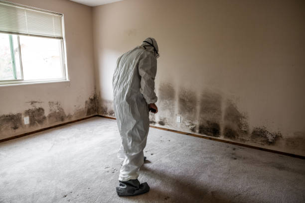 Best HVAC Mold Remediation in Littlerock, CA