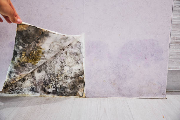 Best Industrial Mold Remediation in Littlerock, CA